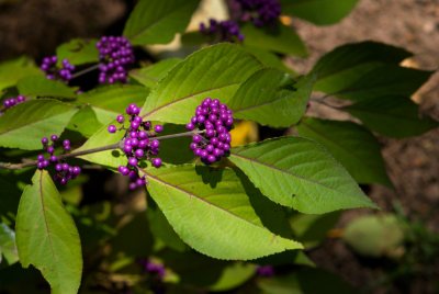 Callicarpa japonica - krásnoplodka japonská - plod a listy